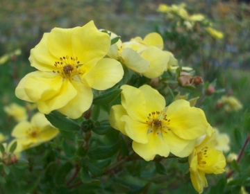 Põõsasmaran ´August velner´ (Potentilla)