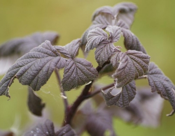 Punaseleheline vaarikas