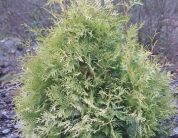 Harilik elupuu ´Bor´ (Thuja)