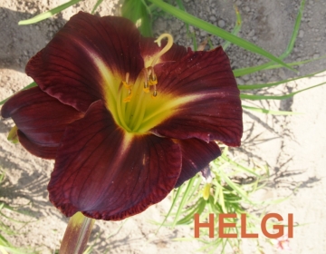 Päevaliilia ´Helgi´ (Hemerocallis)