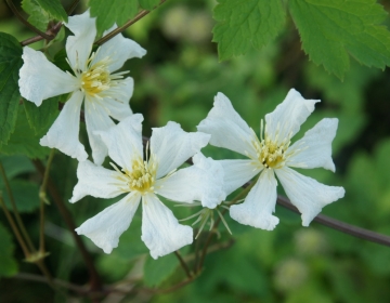 Clematis potaninii