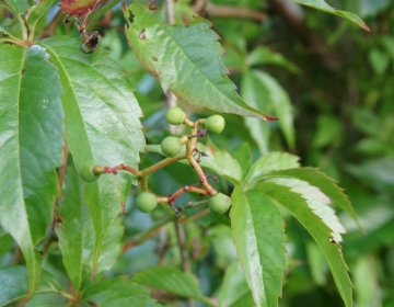 Madal metsviinapuu (Parthenocissus inserta)