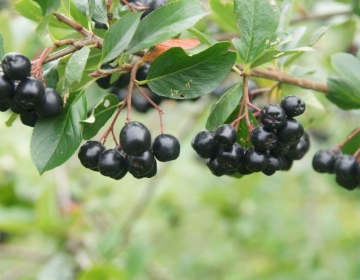 Tume aroonia (Aronia melanocarpa)