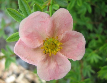 Põõsasmaran ´Grace Darling´ (Potentilla)