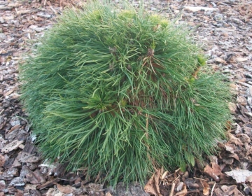 Mägimänd ´Varella´ (Pinus mugo)