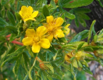 Põõsasmaran ´Golden Arrol´ (Potentilla)