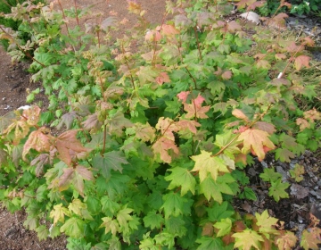 Acer japonicum (Jaapani vaher)