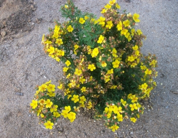 Põõsasmaran ´Ahti´s Gold´ (Potentilla)