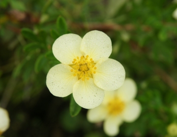 Põõsasmaran ´Aliide´ (Potentilla)