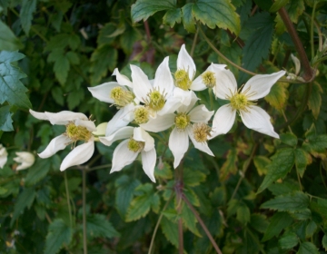 Elulõng ´Anita´ (Clematis)