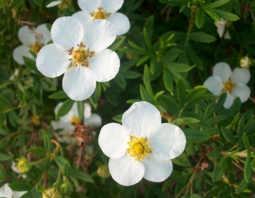 Põõsasmaran ´Arula valge´ (Potentilla)