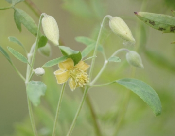 Clematis orientalis