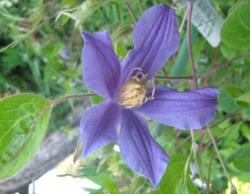 Elulõng  ´Juuli´ (Clematis)