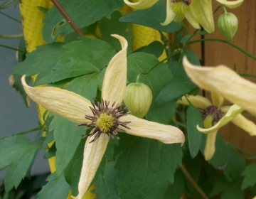 Clematis serratifolia - saagjalehine