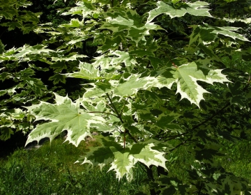 Harilik vaher ´Drummondii´ (Acer)