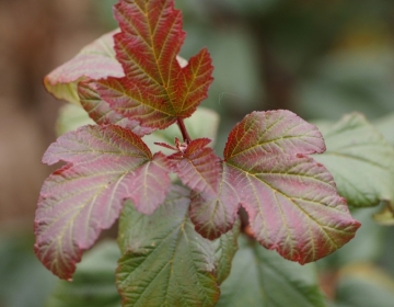 Põisenelelas ´Ferdi´ (Physocarpus)