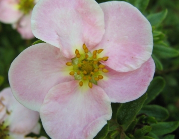 Põõsasmaran ´Glenroy Pinkie´ (Potentilla)