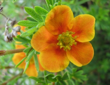 Põõsasmaran ´Hopley´s Orange´ (Potentilla)