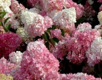 Aedhortensia ´Vanille Fraise´