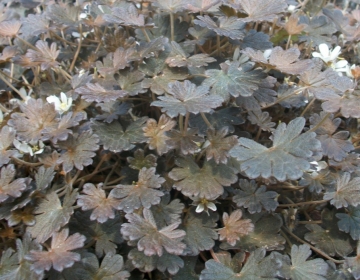 Pruunileheline kurereha - madal kiviktaimla taim