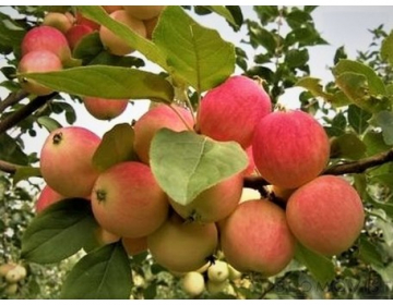 Hiinast pärit õunapuu sort (Malus) ´Zao Hong´ -Varasügisene sort Hiinast. Ilusad, keskmised ja kvaliteetsed õunad, Sobib ka mahepõllumajanduseks. mis on magusad ja kergelt happelised.