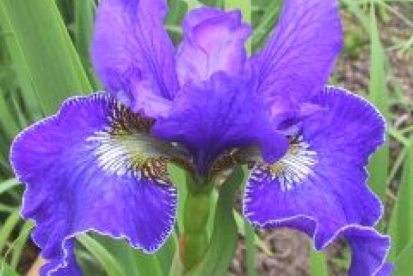 Siberi võhumõõk ´Plissee´ (Iris sibirica)