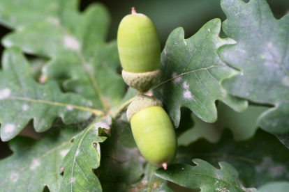 Harilik tamm (Quercus robur) - POTIS