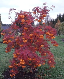 Rockii pihlakas (Sorbus rockii) noortaim kuni 15 cm