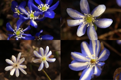 Kirjuõielised Hariliku sinilille kloonid Eestist (Hepatica nobiles)