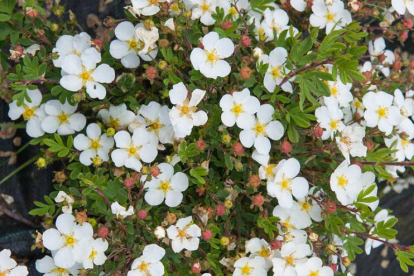 Põõsasmaran ´Abbotswood´ (Potentilla fruticosa)