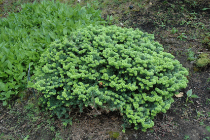 Palsami nulg ´Nana´ (Abies balsamea) - Tellimisel