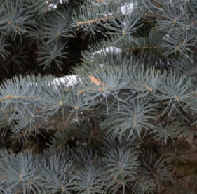 Hall nulg (Abies concolor) - taimed 30 cm kõrged