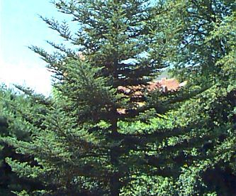 Fraseri nulg (Abies fraserii) - tellimisel