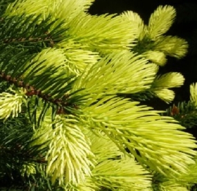 Hall nulg ´Aurea´  (Abies concolor)