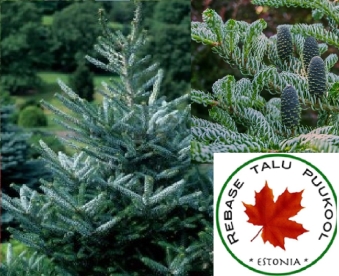 Korea nulg ´Silberlocke´  (Abies koreana) - Tellimisel