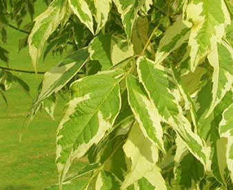 Saarvaher ´Aureo-Variegatum´ (Acer negundo) - Tellimisel