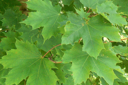 Harilik vaher (Acer plataniloides) - 1 -1,5 m kõrgune