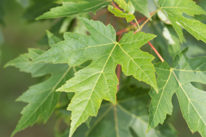 Hõbevaher (Acer saccharinum)