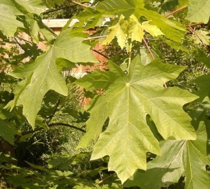 Suureleheline vaher (Acer macrophyllum)