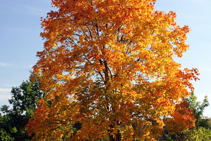 Harilik vaher (Acer platanpoides)