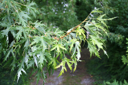 Hõbevaher ´Wieri´(Acer saccharinum)