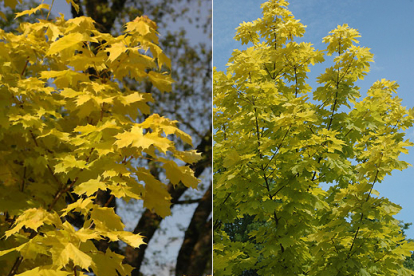 Harilik vaher ´Princeton Gold´ (Acer platanoides)