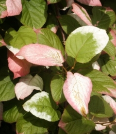 Südajas aktiniidia ´Adam´ (Actinidia kolomicta)