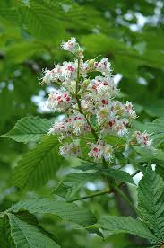 Harilik hobukastan (Aesculus hippocastanum)