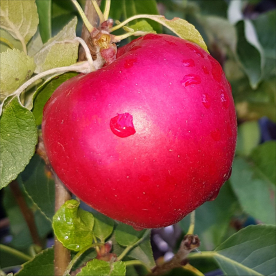 Õunapuu ´Agra´ (Malus domestica) - okulaat kuni 30 cm kõrge