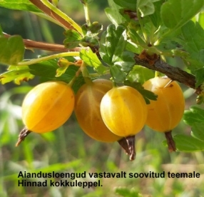 Aiandusloengud eri teemadel Lõuna-Eesti  - hind kokkuleppel