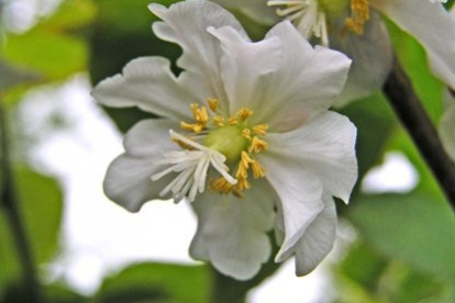 Südajas aktiniidia (Actinidia kolomicta) - emane