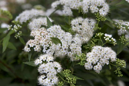 Jaapani enelas ´Albiflora´ (Spiraea japonica)