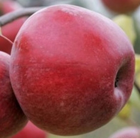 Aed õunapuu ´Aleksander´ (Malus domestica) - okulaat 40 cm