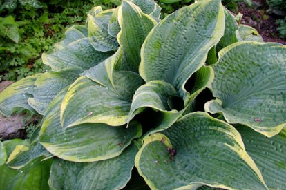 Hosta ´Alligator shoes´ (Hosta)